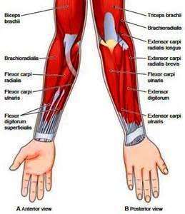 Forearm muscles - Muscle Pull | Muscle Pull